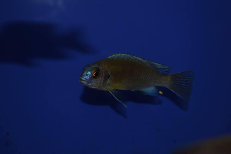 Maylandia sp. 'patricki' Chidunga Rocks